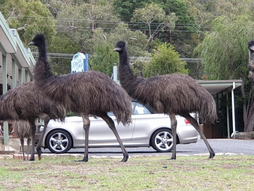 Halls Gap Motel Exterior foto