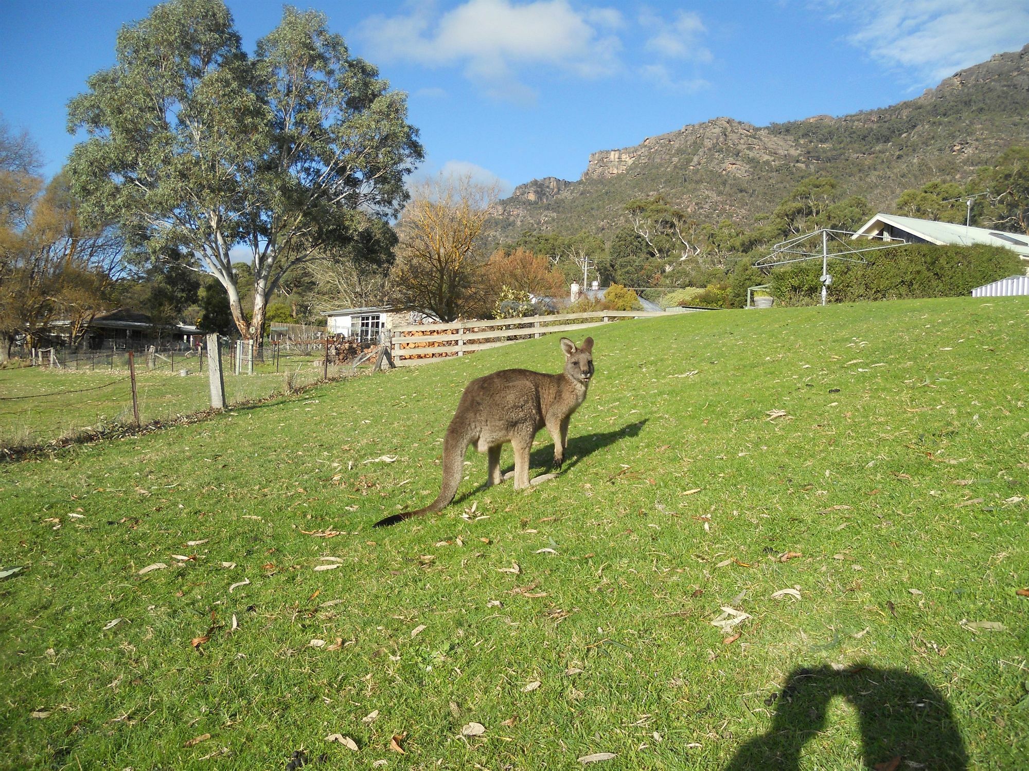 Halls Gap Motel Exterior foto